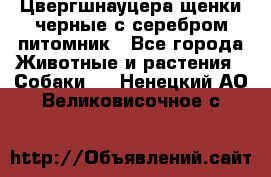 Цвергшнауцера щенки черные с серебром питомник - Все города Животные и растения » Собаки   . Ненецкий АО,Великовисочное с.